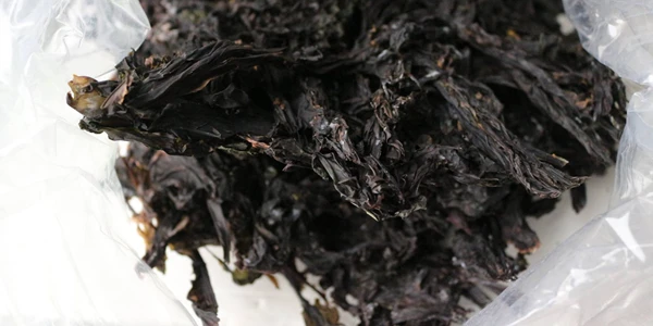 Seaweed%20Tari%20cropped%20-%20David%20Sebastian