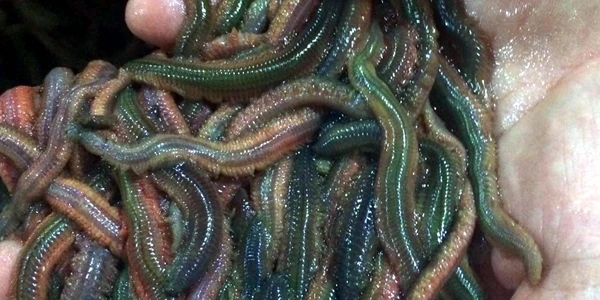 worms%20resizedrecoloured